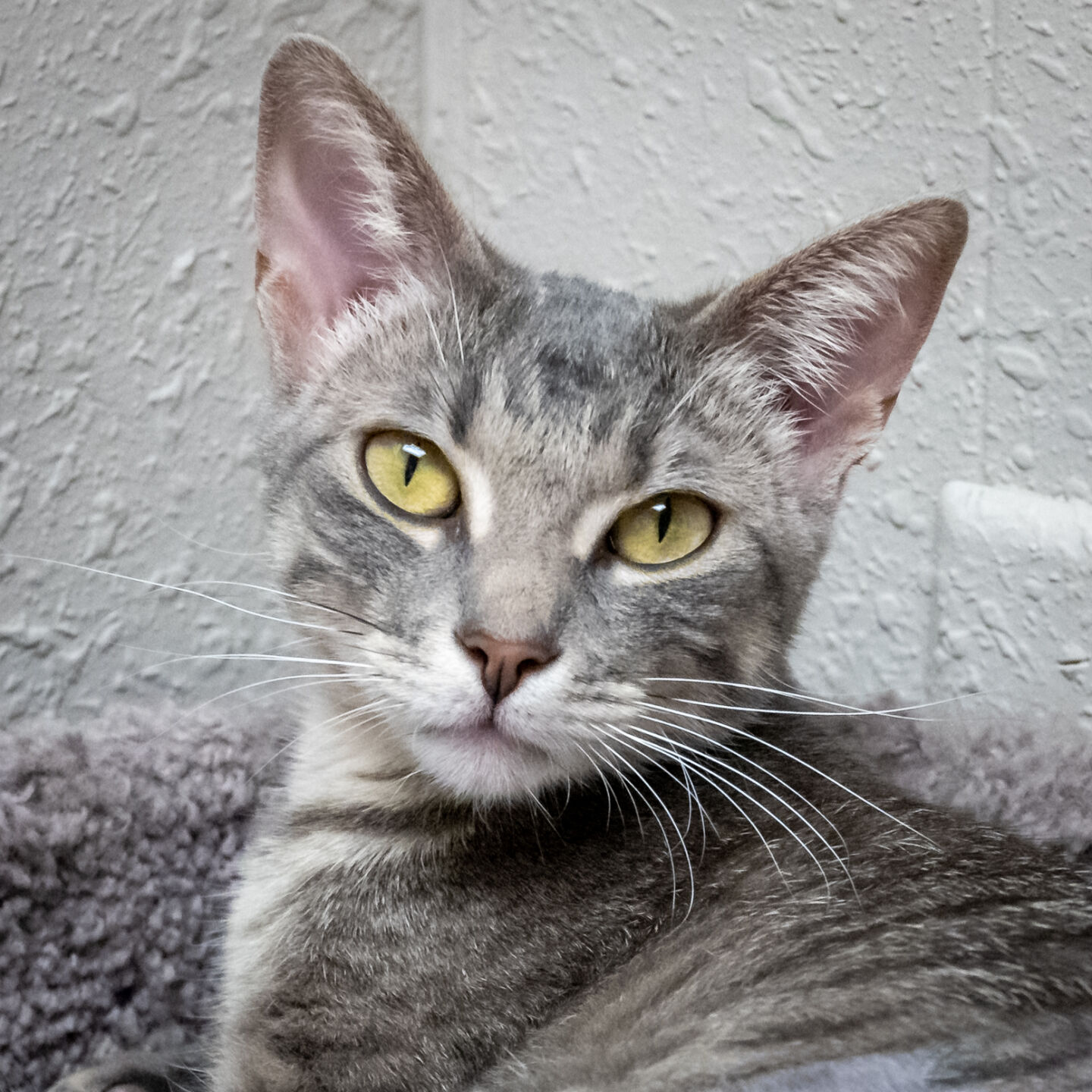 Gracie